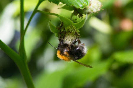 insects color bumblebee bee pets animals macro