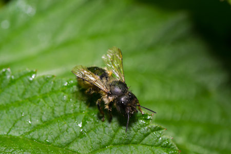 animals bee insect animal pets insects macro whiteの写真素材