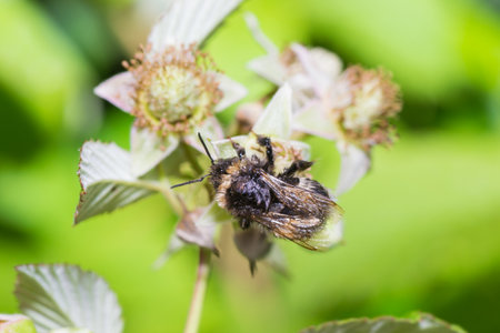 insects color bumblebee bee pets animals macroの写真素材