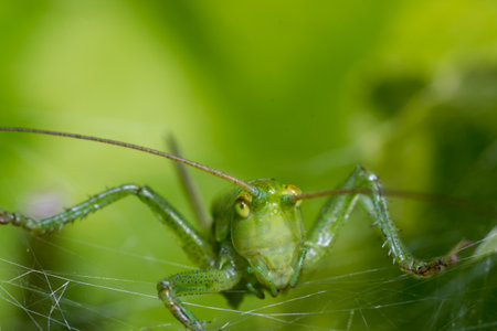 grasshopper on the nature closeup outdoors bright and colorfulの写真素材