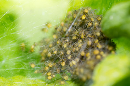 a spider in the web of natureの写真素材