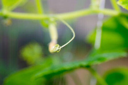 sprout cucumber little without fruit only grownの写真素材