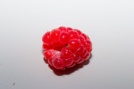 fruits berry white raspberry food freshness isolated ripeの写真素材