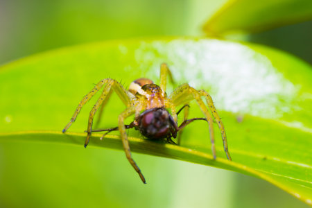 spider nature eating insects arachnid web color