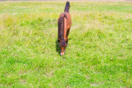 the little stallion grazing in the meadow and eat grassの写真素材