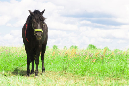 black horse grazing in the meadow and eat grassの写真素材