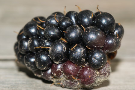food berry blackberry fruit sweet drink freshness onの写真素材