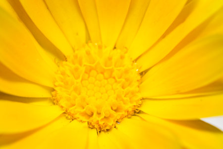 bumblebee color flower bee insect flying animals natureの写真素材