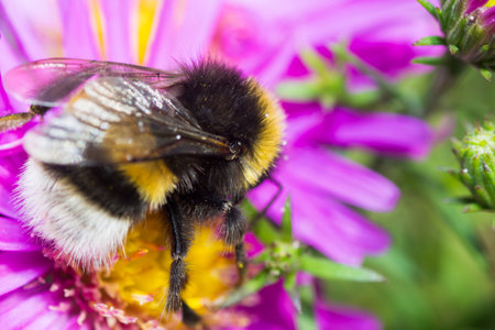 bumblebee color flower bee insect flying animals nature