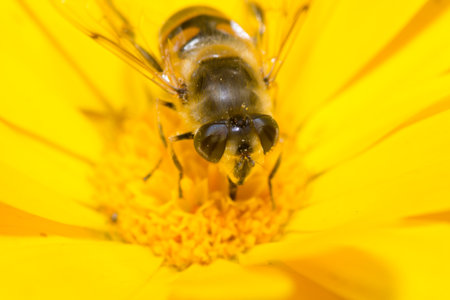 bumblebee color flower bee insect flying animals nature