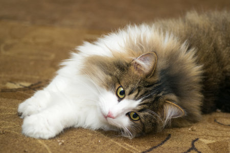 cat cats beautiful white cute portrait isolated backgroundの写真素材