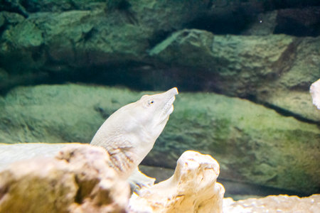 underwater below sea fish water animal reef climate
