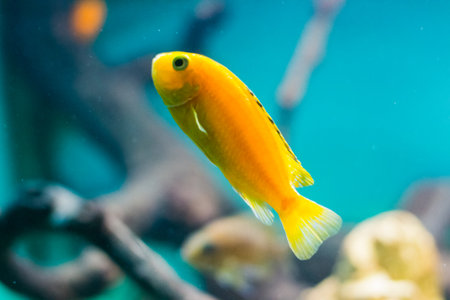 underwater below sea fish water animal reef climate