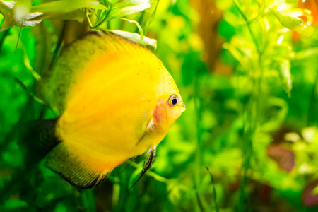underwater below sea fish water animal reef climate