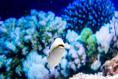underwater below sea fish water animal reef climateの写真素材