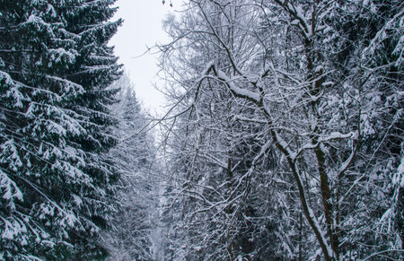 winter man nature tree park made snow space season