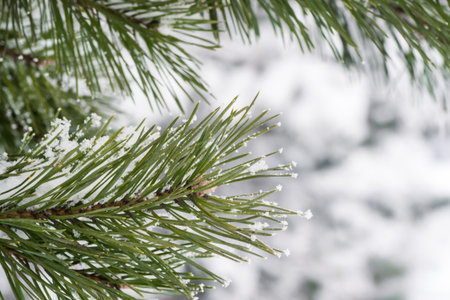 winter tree christmas snow pine forest background