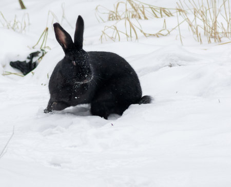 animals pets mammal  cute rabbit baby fluffyの写真素材