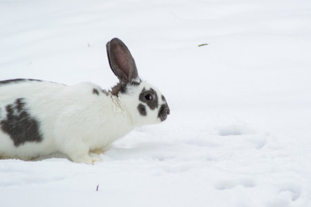animals pets mammal  cute rabbit baby fluffyの写真素材