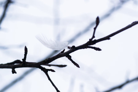 feather gray wood material isolated isolated-background  conceptsの写真素材