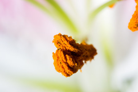 Lily stamen close up pollen on a flowerの写真素材