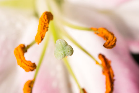 Lily stamen close up pollen on a flowerの写真素材