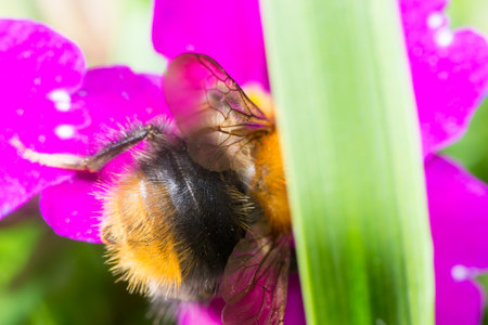 bee flower pollination animals nature macro insect
