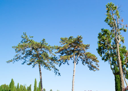 background tree nature forest green spire natural lightの写真素材