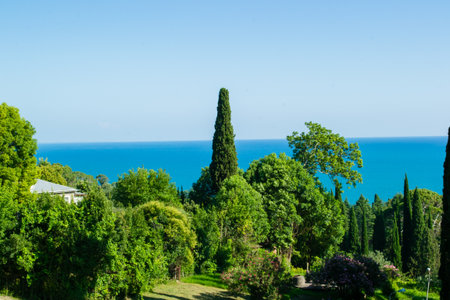 the vegetation of the sea coast sun summer bright colorsの写真素材