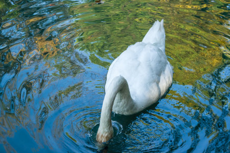 swan bird lake white pond water nature animal animalsの写真素材