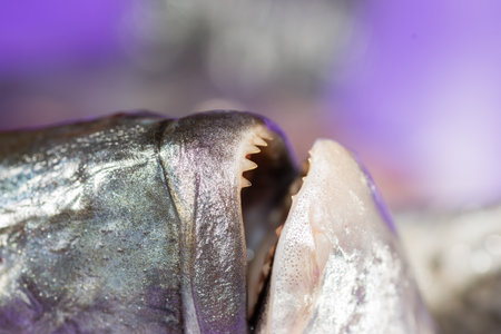 fish delicacy on wooden background with lemonの写真素材