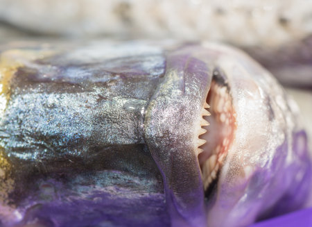 fish delicacy on wooden background with lemonの写真素材
