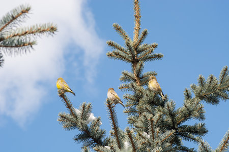 birds on Christmas tree and eating closeup with snow in winterの写真素材