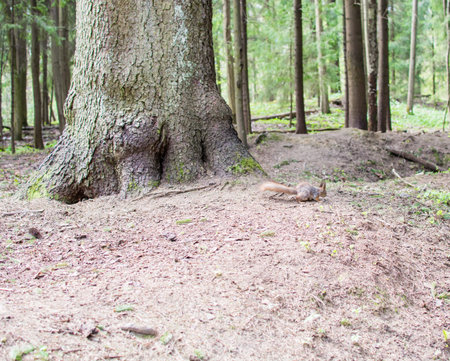 wooden squirrel on the Park eating nutsの写真素材