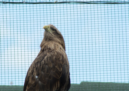 Portrait of a bald eagle (lat. haliaeetus leucocephalus)