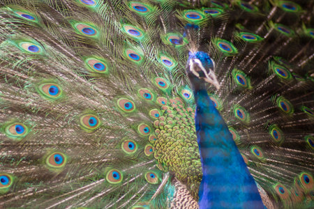 Portrait of beautiful peacock with feathers outの写真素材