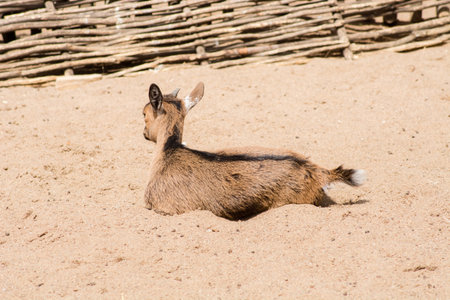 Little goat portrait natureの写真素材