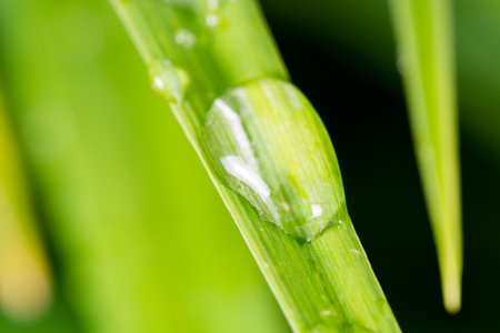 dew on grass in the morning after a rainの写真素材