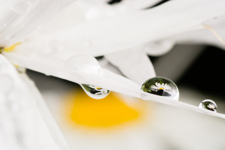 dew on a Daisy in the morning after a rainの写真素材