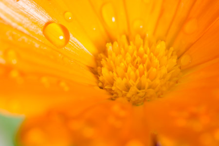dew on a Daisy in the morning after a rainの写真素材