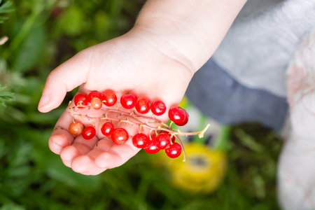 red currants in hand around all summer bloomsの写真素材