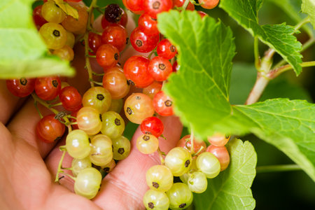 red currants around all summer blooms plantの写真素材