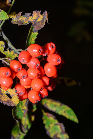 Rowan closeup on black background autumn greenの写真素材