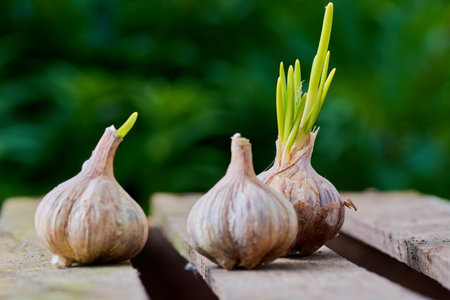 garlic on a wooden background in green in summerの写真素材
