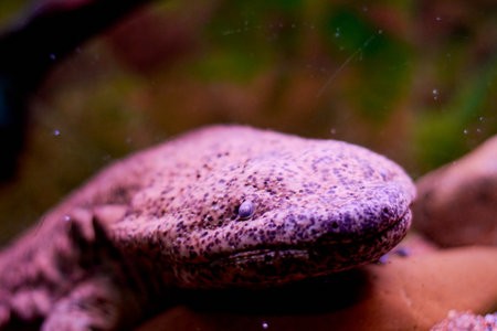 fish under water coloredの写真素材