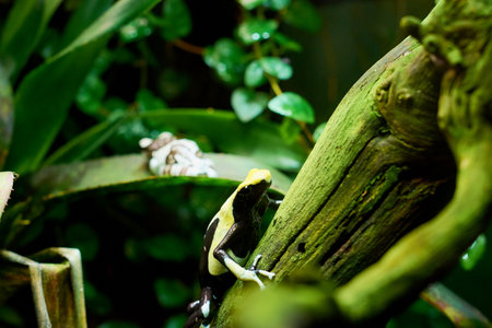 small frog colored wood in the summer on the nature