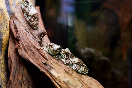 small frog colored wood in the summer on the natureの写真素材