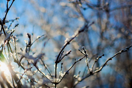 the sun in the cold rays passes through the grass and drowns snow