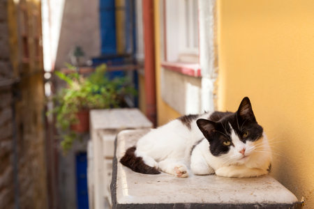 Curious stray kitten in the streetの写真素材