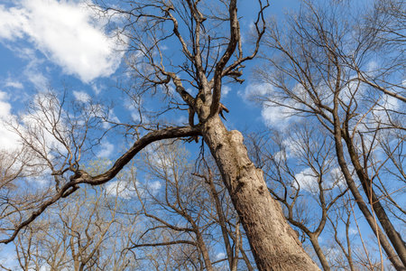 Trees in spring in the woods, view up